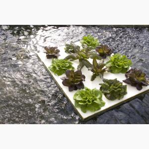 Loukfarm Hydroponic floating technology