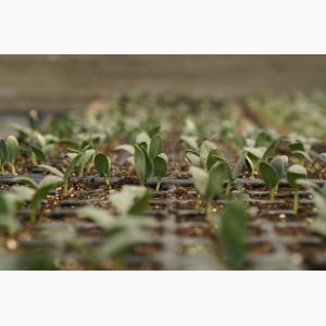 Loukfarm Hydroponic floating technology