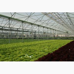 Loukfarm Hydroponic floating technology