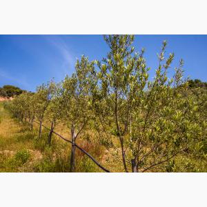 Lokas Oil κτήματα ελαιώνες