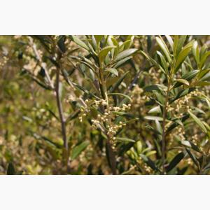 Lokas Oil κτήματα ελαιώνες