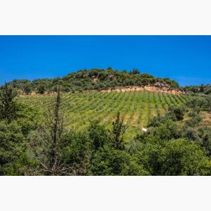 Lokas Oil κτήματα ελαιώνες