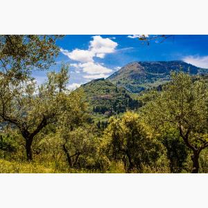 Lokas Oil κτήματα ελαιώνες