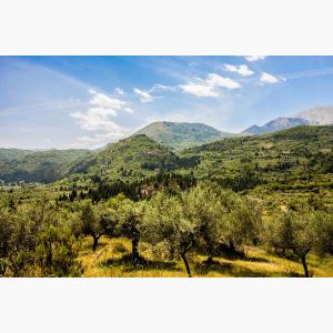 Lokas Oil κτήματα ελαιώνες