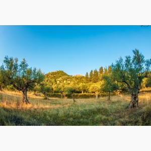 Lokas Oil κτήματα ελαιώνες