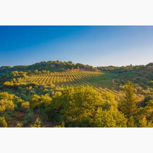 Lokas Oil κτήματα ελαιώνες