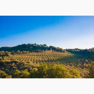 Lokas Oil κτήματα ελαιώνες