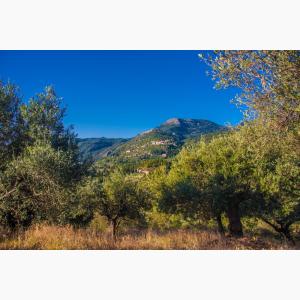 Lokas Oil κτήματα ελαιώνες