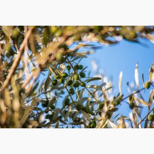 Lokas Oil κτήματα ελαιώνες