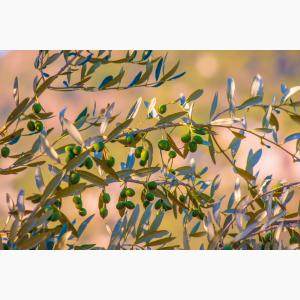 Lokas Oil κτήματα ελαιώνες