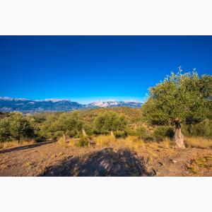 Lokas Oil κτήματα ελαιώνες