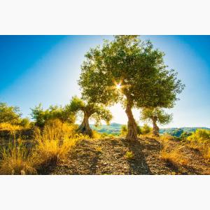 Lokas Oil κτήματα ελαιώνες