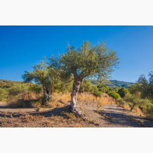 Lokas Oil κτήματα ελαιώνες