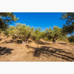 Lokas Oil κτήματα ελαιώνες