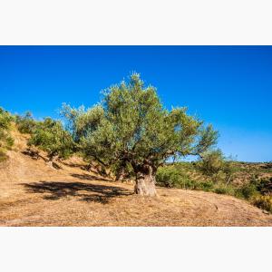 Lokas Oil κτήματα ελαιώνες