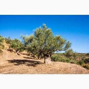 Lokas Oil κτήματα ελαιώνες