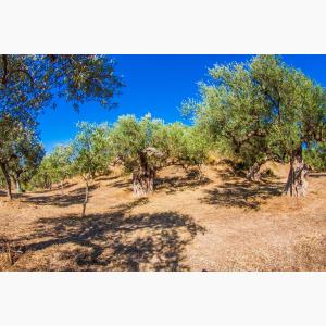 Lokas Oil κτήματα ελαιώνες